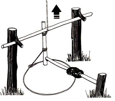 Натянутая веревка от наклоненного деревца идет к концу клеванта, который удерживается перекладиной. Рычаг с приманкой держит клевант на месте.
