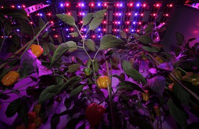 Yellow peppers are illuminated by the light of ...