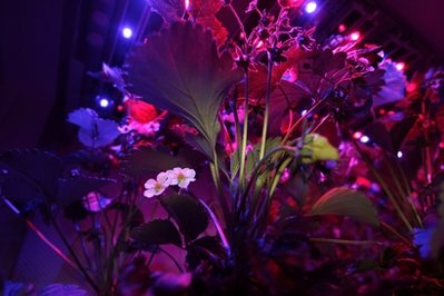 The flower of a strawberry plant is illuminated ...