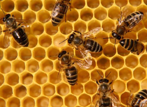 исчезновение пчёл