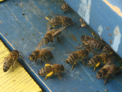 пчёлы