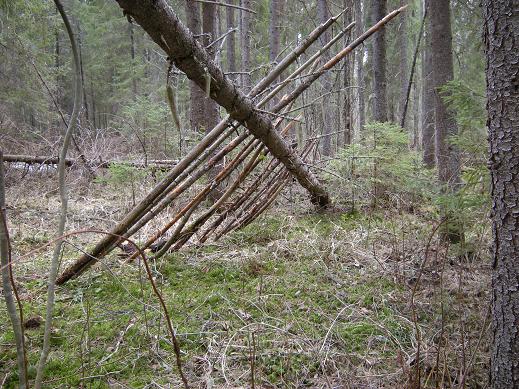 Строим шалаш в лесу 