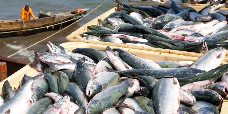 Daily Express: экспорт российской рыбы в Европу заметно вырос