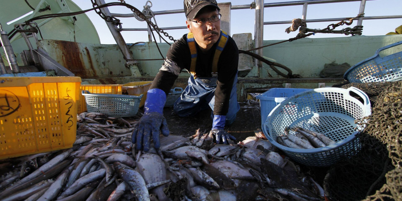Hokkaido Shimbun: политика Японии в отношении России подрывает рыбный бизнес Хоккайдо 