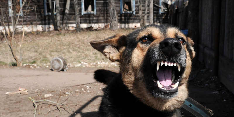С живущими в Чернобыле собаками творится нечто необычное