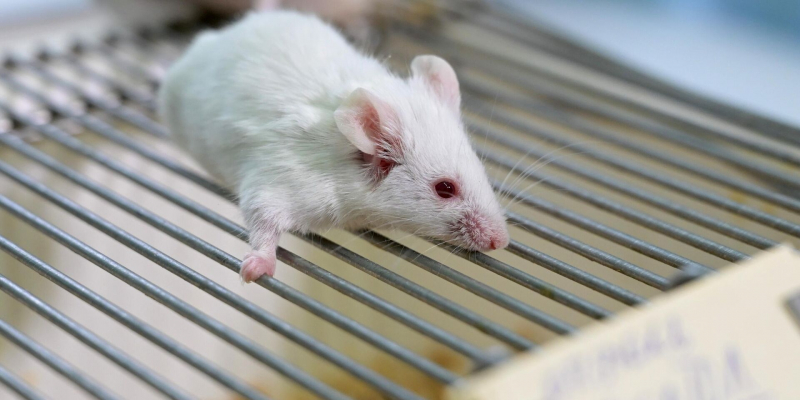 Ученые вывели мышей от двух самцов, создав яйцеклетки из мужских клеток