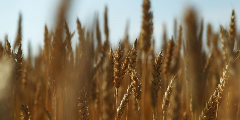 Onet: польская продовольственная пшеница оказалась украинским техническим зерном