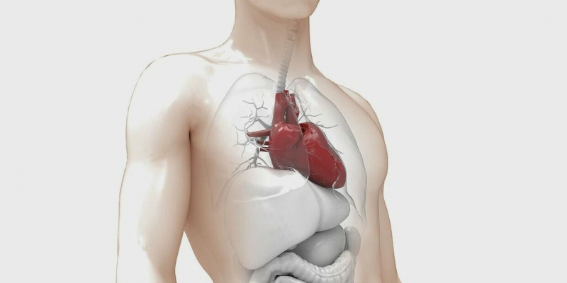 Что делать, чтобы сердце было здоровым? "Золотая восьмерка" Американской кардиологической ассоциации