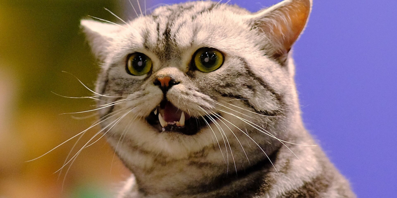 Business Insider: отчаяние заставило ВСУ начать использовать кошек